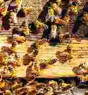 Bee Wasp Control